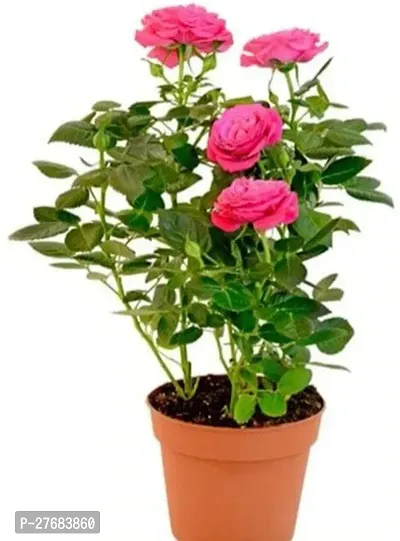 Zomoloco Pink Rose Plant Rose Plant-thumb0