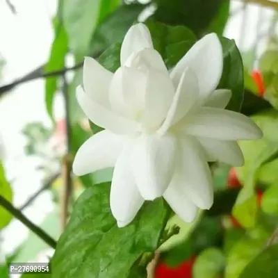 Zomoloco Arabian Jasmine Double Petal Live Flower-thumb0