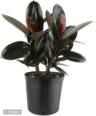 Zomoloco Live Rubber Plant Black Prince Rubber P-thumb0