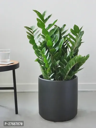 Zomoloco Live Air Purifying Indoor Zz Zamioculcas