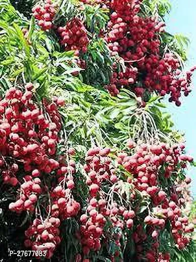 Zomoloco Litchimodeldazaoplant Litchi Plant-thumb0