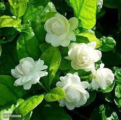 Zomoloco Rare White Jasmine Mogra Fragrant Flower-thumb0