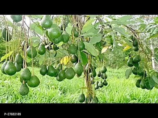 Zomoloco Avocado Fruit Plant091 Avocado Plant-thumb0