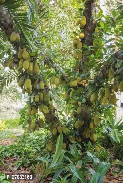 Zomoloco Jackfruit Plant5 Jackfruit Plant-thumb0