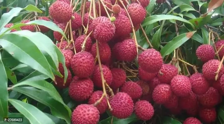 Zomoloco Air Layered Hybrid Dehra Dun Litchi Plant-thumb0