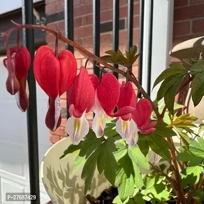 Zomoloco Live Rare Bleeding Heart Vine Red Clerod