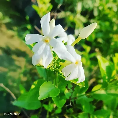 Zomoloco Arabian Jasmine Double Petal Live Flower-thumb0