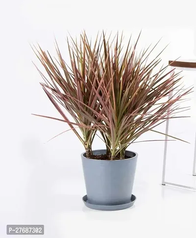 Zomoloco Live Air Purifying Red Edged Dracaena Mar-thumb0