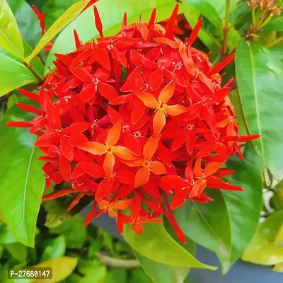 Zomoloco Trothic Ixora Chethi Red Plant Live Flowe-thumb0