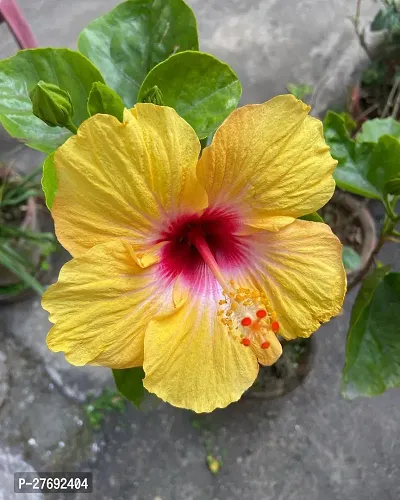 Zomoloco Hibiscus Yellow Live Flower Plant Cf3300-thumb0