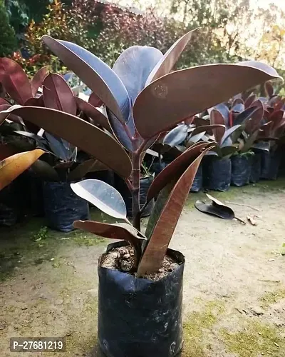 Zomoloco Live Rubber Plant For Indoor Home Decorat