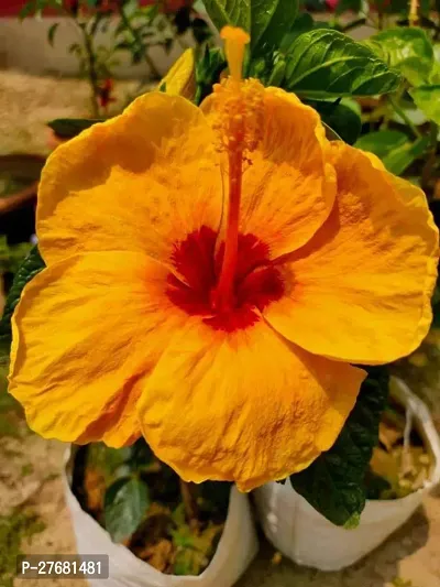 Zomoloco He11 Hibiscus Plant-thumb0