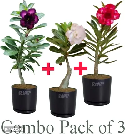 Zomoloco Adenium Plant Adenium Plant-thumb0