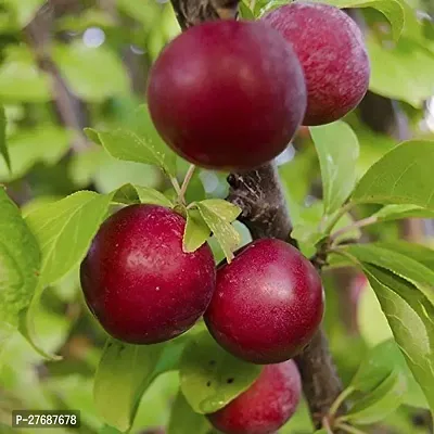 Zomoloco Exotic Live Grafted Plum Aalu Bukharaal