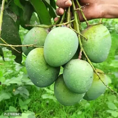 Zomoloco Himsagar Kishan Bhog Mango Grafted Hy-thumb0