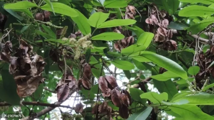 Zomoloco Arjun Tree Plant Terminaliaarjuna Plant-thumb0