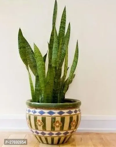 Zomoloco Snake Plant For Home Decorations Best For