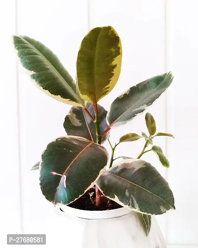 Zomoloco Live Rubber Plant For Indoor Home Decorat