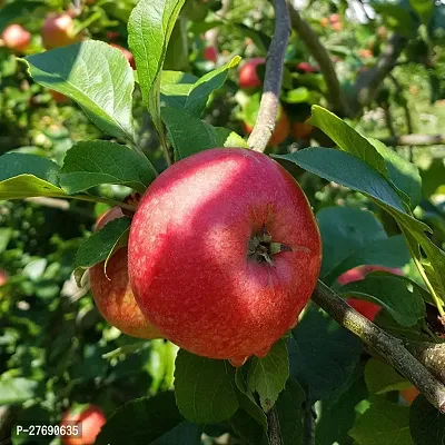 Zomoloco Apple Sunehari Hybrid Grafted Live Plant-thumb0