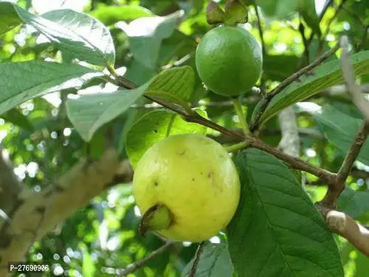 Zomoloco Air Layered Hybrid Banarasi Variant Guava-thumb0