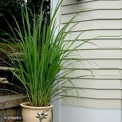 Zomoloco Lemon Grass Live Plants Nn Lemon Grass Pl