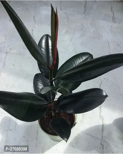 Zomoloco Live Rubber Plant Black Prince Rubber P