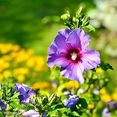 Zomoloco Hibiscus Blue Live Flower Plant Disha22-thumb0