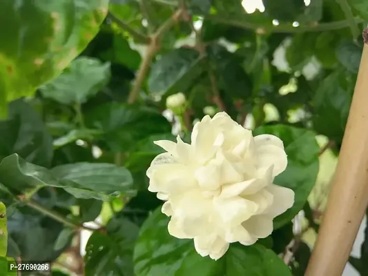 Zomoloco Arabian Jasmine Double Petal Live Flower