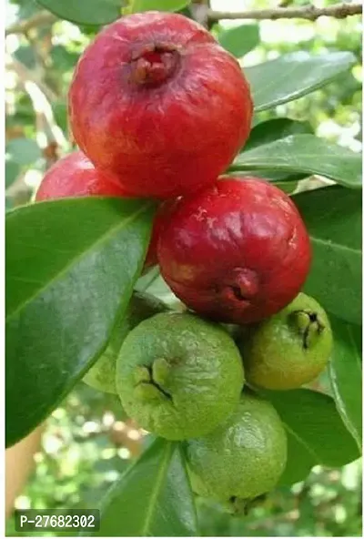 Zomoloco Hybridguava21 Guava Plant-thumb0