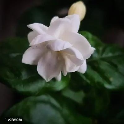 Zomoloco Arabian Jasmine Double Petal Live Flower