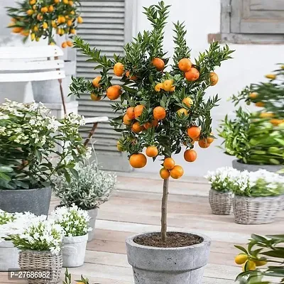 Zomoloco Dwarf Valencia Orange Plant Citrus 1 Heal