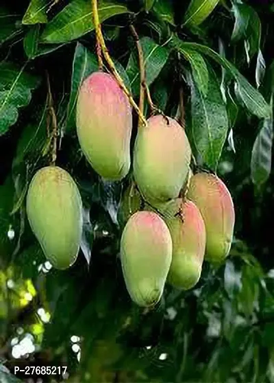 Zomoloco Rainbow Mango Plant Mango Plant-thumb0