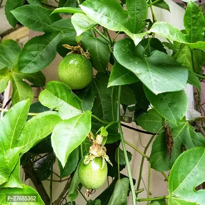 Zomoloco Air Layered Passion Fruit Plant Live Plan