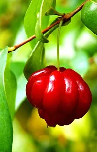 Zomoloco Cherry Fruit Plant RR1 Red Cherry Fruit Tree-thumb2