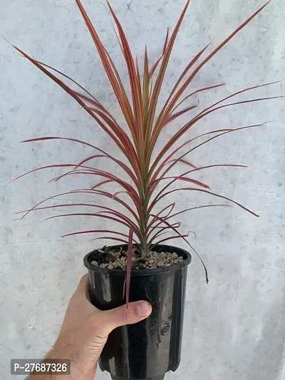 Zomoloco Live Air Purifying Red Edged Dracaena Mar