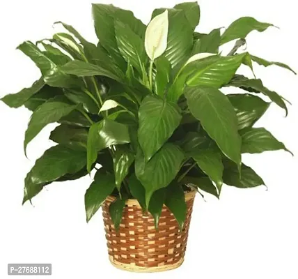 Zomoloco Peace Lily Or Spathiphyllum Live Plant Wh-thumb0