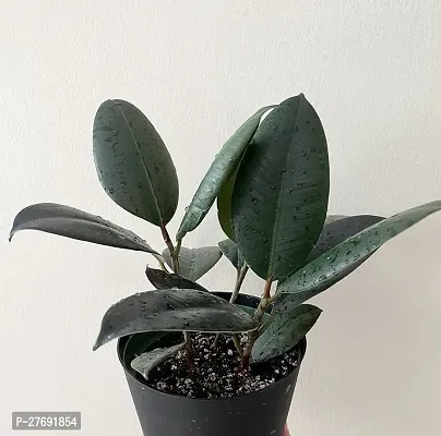 Zomoloco Live Rubber Plant For Indoor Home Decorat-thumb0