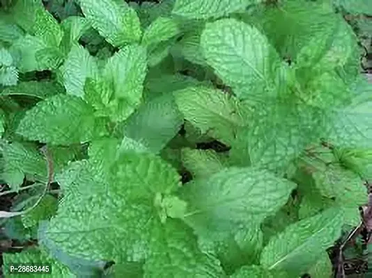 Zomoloco Mint Plant MINT PLANT PLMN-thumb0