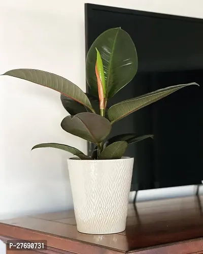 Zomoloco Live Rubber Plant For Indoor Home Decorat-thumb0