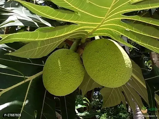 Zomoloco Live Breadfruit Plant Rare Dwarf Exotic A