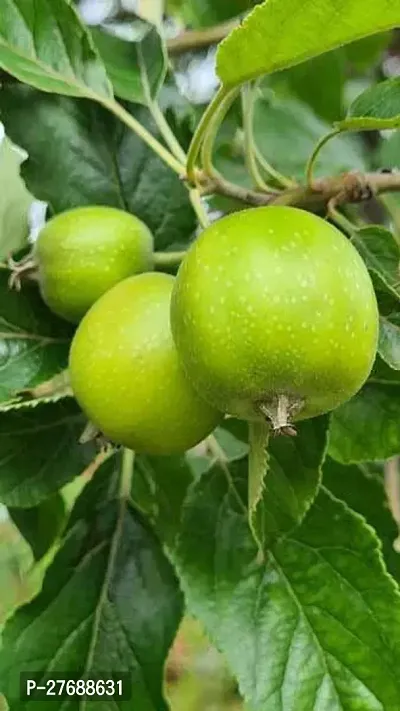 Zomoloco Geen Apple Granny Smith Hybrid Grafted Li-thumb0