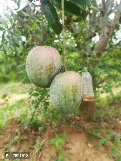 Zomoloco Himsagar Kishan Bhog Mango Grafted Hy