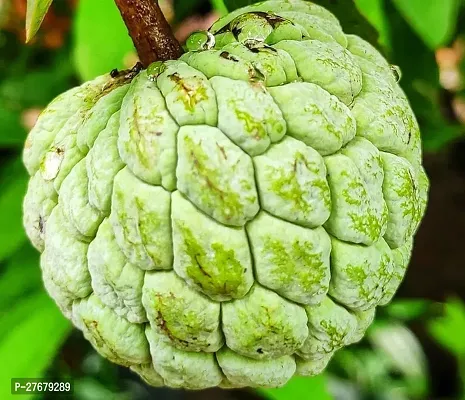 Zomoloco Custard Apple Live Plant Disha309073 C-thumb0