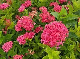 Zomoloco Ixora Plant IXORA PLANT GG FF-thumb1