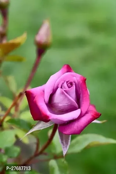 Zomoloco Rare Grafted Red Rose Gulab Flower Liv