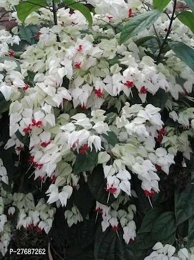 Zomoloco Live Rare Bleeding Heart Vine White Cler