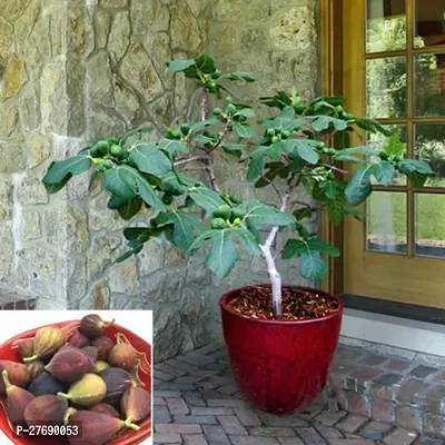 Zomoloco Turkish Fig Live Plant Produced By Air La