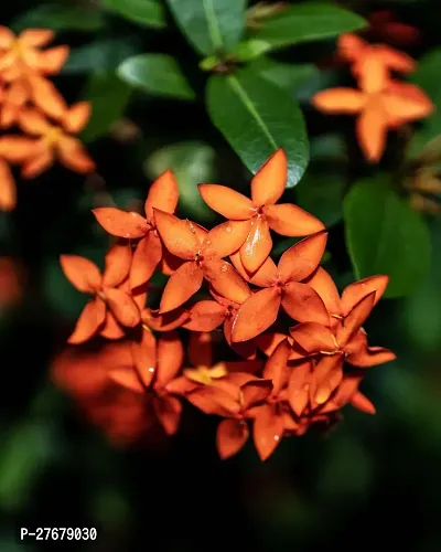 Zomoloco Trothic Ixora Chethi Red Plant Live Flowe-thumb0