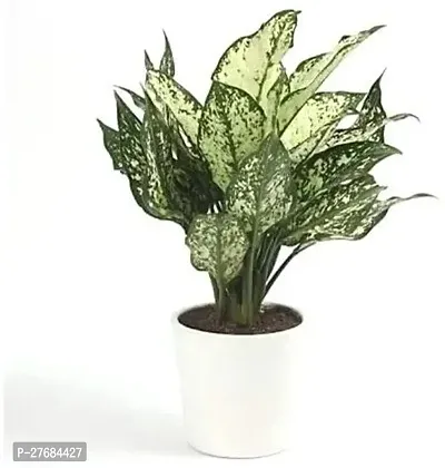 Zomoloco Snow White Aglaonema Chinese Evergree