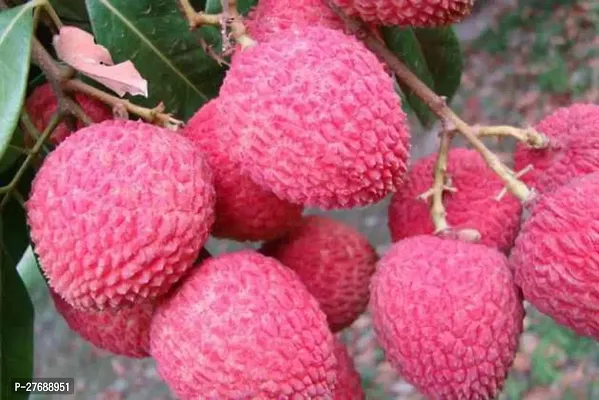 Zomoloco Air Layered Hybrid Purbi Litchi Plant Liv-thumb0